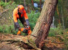 Professional Tree Care in Hartland, WI