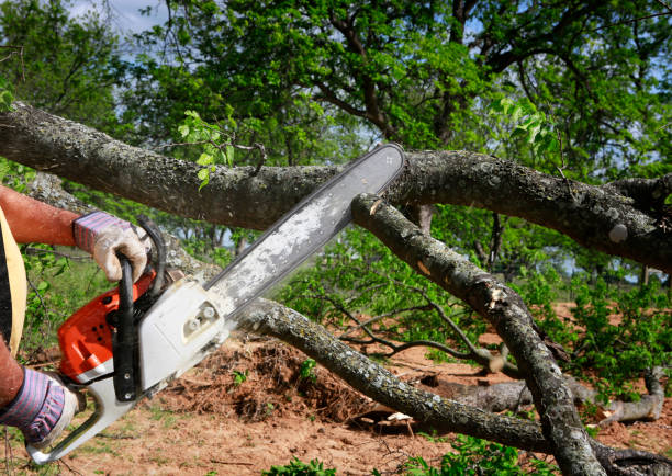 Best Commercial Tree Services  in Hartland, WI