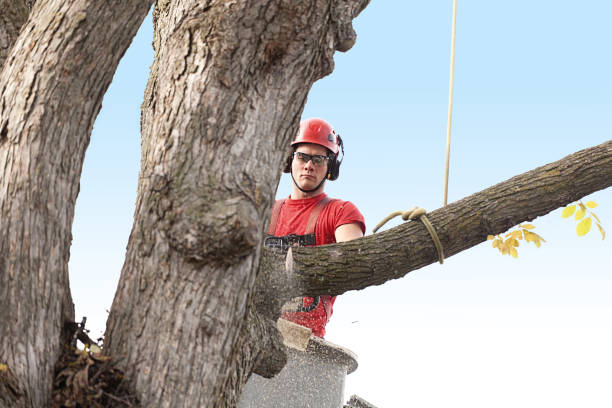 How Our Tree Care Process Works  in  Hartland, WI